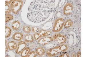 Immunoperoxidase of purified MaxPab antibody to PAH on formalin-fixed paraffin-embedded human kidney. (Phenylalanine Hydroxylase antibody  (AA 1-452))