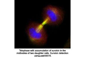 Image no. 1 for anti-Baculoviral IAP Repeat-Containing 5 (BIRC5) (full length) antibody (ABIN363387) (Survivin antibody  (full length))
