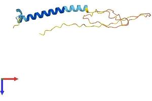 Golgin A2 Pseudogene 5 (GOLGA2P5) (AA 1-144) protein (His tag)