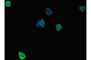 Immunofluorescent analysis of HepG2 cells using ABIN7168626 at dilution of 1:100 and Alexa Fluor 488-congugated AffiniPure Goat Anti-Rabbit IgG(H+L) (STIL antibody  (AA 388-637))