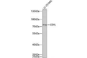 Western blot analysis of extracts of U-251MG cells using CDYL Polyclonal Antibody at dilution of 1:1000. (CDYL antibody)
