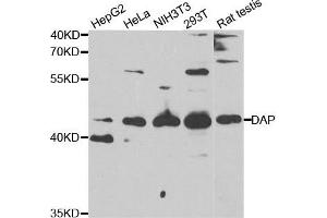 Western Blotting (WB) image for anti-Death-Associated Protein (DAP) antibody (ABIN1877136)
