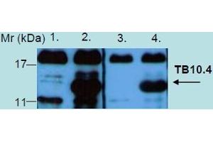Western Blotting analysis of recombinant protein TB10. (Tb 10.4 antibody)