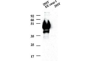 Casp1 monoclonal antibody, clone 1H11  detect overexpressed Casp1 in 293T cells transiently transfected with a EE tagged inactive cysteine mutant of mouse Casp1 as a band of ~45 kDa.