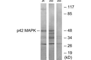 Western Blotting (WB) image for anti-Mitogen-Activated Protein Kinase 1 (MAPK1) (Internal Region) antibody (ABIN1849288) (ERK2 antibody  (Internal Region))