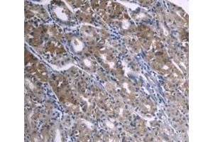 DAB staining on IHC-P; Samples: Human Stomach Tissue (APOA1 antibody  (AA 122-267))