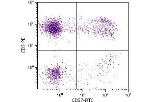 Human peripheral blood lymphocytes were stained with Mouse Anti-Human CD57-FITC. (CD57 antibody  (FITC))