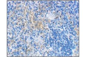 Immunohistochemical staining of rat spleen cells using AP30552PU-N at 2 μg/ml. (LY96 antibody  (Center))