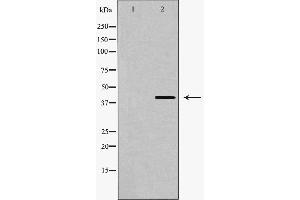 Western blot analysis of GPR120 expression in PC12 cells,The lane on the left is treated with the antigen-specific peptide. (O3FAR1 antibody  (Internal Region))