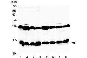 Western blot testing of 1) mouse thymus, 2) mouse kidney, 3) mouse testis, 4) mouse ovary, 5) rat heart, 6) rat skeletal muscle, 7) rat stomach and 8) rat testis tissue lysate with Galectin 1 antibody at 0. (LGALS1/Galectin 1 antibody)