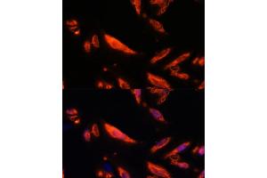 LRRC7 antibody  (AA 730-890)