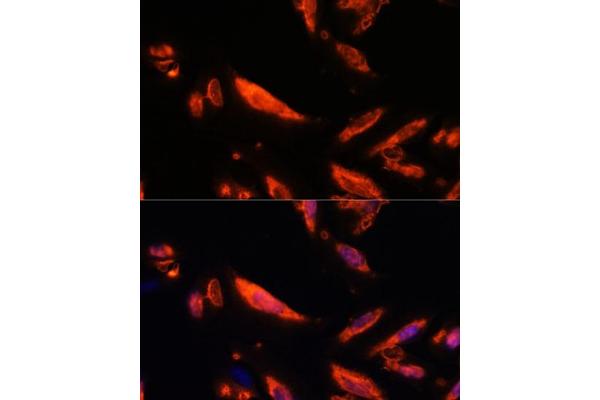 LRRC7 antibody  (AA 730-890)