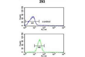 Flow cytometric analysis of 293 cells using GCLM / GLCLR Antibody (C-term) Cat. (GCLM antibody  (C-Term))