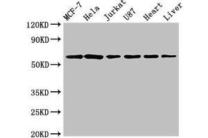 Western Blot Positive WB detected in: MCF-7 whole cell lysate, Hela whole cell lysate, Jurkat whole cell lysate, U87 whole cell lysate, Rat heart tissue, Rat liver tissue All lanes: SOCS7 antibody at 3 μg/mL Secondary Goat polyclonal to rabbit IgG at 1/50000 dilution Predicted band size: 63, 38 kDa Observed band size: 63 kDa (SOCS7 antibody  (AA 6-165))