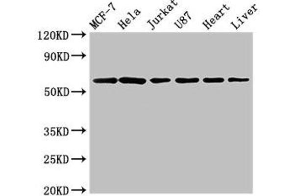 SOCS7 antibody  (AA 6-165)