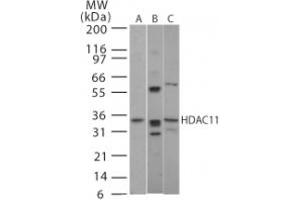 Image no. 1 for anti-Histone Deacetylase 11 (HDAC11) (AA 60-78) antibody (ABIN208469) (HDAC11 antibody  (AA 60-78))