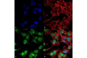 Immunocytochemistry/Immunofluorescence analysis using Rabbit Anti-Beclin 2 Polyclonal Antibody . (Beclin 2 antibody  (AA 410-421) (Atto 594))