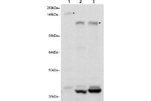 Image no. 1 for anti-RAB11 Family Interacting Protein 3 (Class II) (RAB11FIP3) (C-Term) antibody (ABIN401388) (RAB11FIP3 antibody  (C-Term))