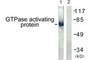 Western blot analysis of extracts from COS7 cells, using GTPase Activating Protein (Ab-387) Antibody. (RACGAP1 antibody  (AA 353-402))