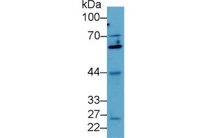 Western blot analysis of Human MCF7 cell lysate, using Mouse Smad4 Antibody (2 µg/ml) and HRP-conjugated Goat Anti-Rabbit antibody (