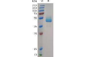 CD3 epsilon (CD3E) (AA 23-126) protein (Fc Tag)