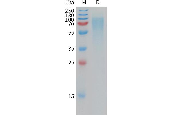 NPR2 Protein (AA 23-458) (His tag)