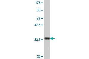 Western Blot detection against Immunogen (34. (NR2F6 antibody  (AA 273-351))