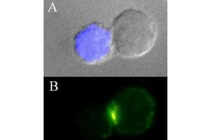 Immunofluorescence (IF) image for anti-CD3 (CD3) (Activation Site) antibody (ABIN400888) (CD3 antibody  (Activation Site))