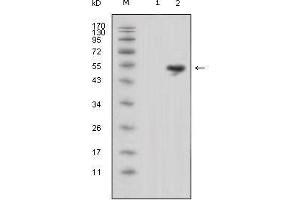 Western blot analysis using LCN1 mouse mAb against HEK293 (1) and LCN1-hIgGFc transfected HEK293 cell lysate (2).