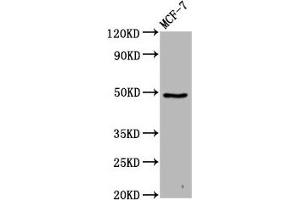 Western Blot Positive WB detected in: MCF-7 whole cell lysate All lanes: FAM71D antibody at 4. (FAM71D antibody  (AA 220-398))