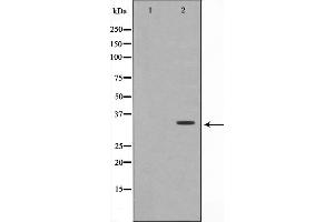 Western blot analysis on A549 cell lysate using OVOL1 Antibody. (OVOL1 antibody  (N-Term))