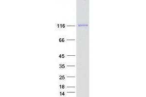 Validation with Western Blot (Reticulon 1 Protein (RTN1) (Transcript Variant 1) (Myc-DYKDDDDK Tag))