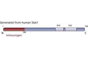 Image no. 3 for anti-Signal Transducer and Activator of Transcription 1, 91kDa (STAT1) (AA 1-194) antibody (ABIN967759) (STAT1 antibody  (AA 1-194))