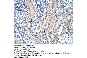 Human kidney (Aprataxin antibody  (C-Term))