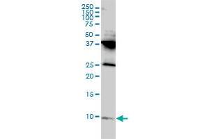 RPL39L anticorps  (AA 1-51)
