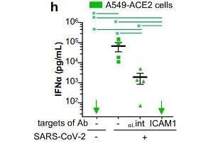 Quantification of IFNα in SN of pDCs cocultured with SARS-CoV-2-infected cells A549-ACE2 treated or not with blocking antibodies against αL-integrin and ICAM-1 at 10 µg/mL. (ITGAL antibody)