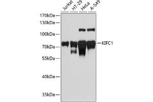 Western blot analysis of extracts of various cell lines, using KIFC1 antibody (ABIN1680592, ABIN3017666, ABIN3017667 and ABIN6220203) at 1:3000 dilution.
