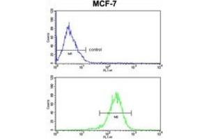 Flow Cytometry (FACS) image for anti-Complement Component 1, Q Subcomponent, A Chain (C1QA) antibody (ABIN3003141) (C1QA antibody)