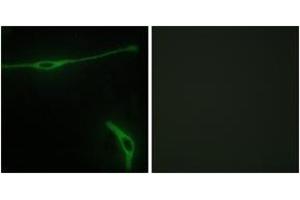 Immunofluorescence analysis of NIH-3T3 cells, using LAMA2 Antibody.
