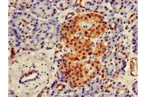 Immunohistochemistry of paraffin-embedded human pancreatic tissue using ABIN7174224 at dilution of 1:100 (Ubiquilin 1 antibody  (AA 1-300))