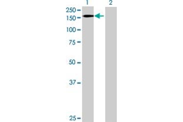 ZNF507 antibody  (AA 1-953)