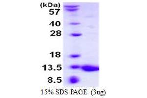Image no. 1 for S100 Calcium Binding Protein A5 (S100A5) protein (His tag) (ABIN1098260)