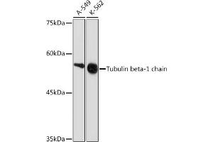 Western blot analysis of extracts of various cell lines, using Tubulin beta-1 chain Rabbit mAb (ABIN7271045) at 1:1000 dilution. (TUBB1 antibody)