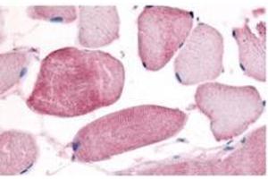 Anti-Cyclin L1/L2 (isoform 2) Antibody - Immunohistochemistry  Affinity Purified anti- Cyclin L1/L2 (isoform 2) antibody was used at a 10 µg/ml to detect cyclin L in a variety of tissues including breast, kidney, liver, lung, skeletal muscle, pancreas, prostate and spleen. (Cyclin-L1 (CCNL2) antibody)