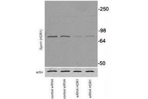 Western Blotting (WB) image for anti-Synovial Apoptosis Inhibitor 1, Synoviolin (SYVN1) (AA 586-617) antibody (ABIN3029082)