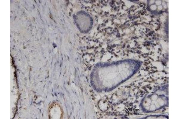 PRRG1 antibody  (AA 22-82)