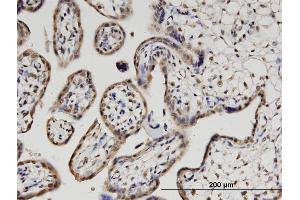 Immunoperoxidase of monoclonal antibody to PLEKHO1 on formalin-fixed paraffin-embedded human placenta. (PLEKHO1 antibody  (AA 1-409))