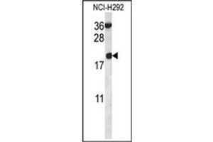 Western blot analysis in NCI-H292 cell line lysates (35 ug/lane) using RPS12 Antibody (N-term) Cat.