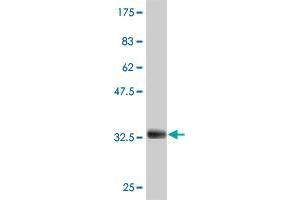 Western Blot detection against Immunogen (32. (ADAM29 antibody  (AA 339-398))