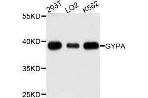 Western blot analysis of extracts of various cells, using GYPA antibody. (CD235a/GYPA antibody)
